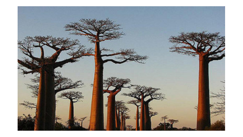 ŞEYTANIN TERS ÇEVİRDİĞİ AĞAÇ: BAOBAB