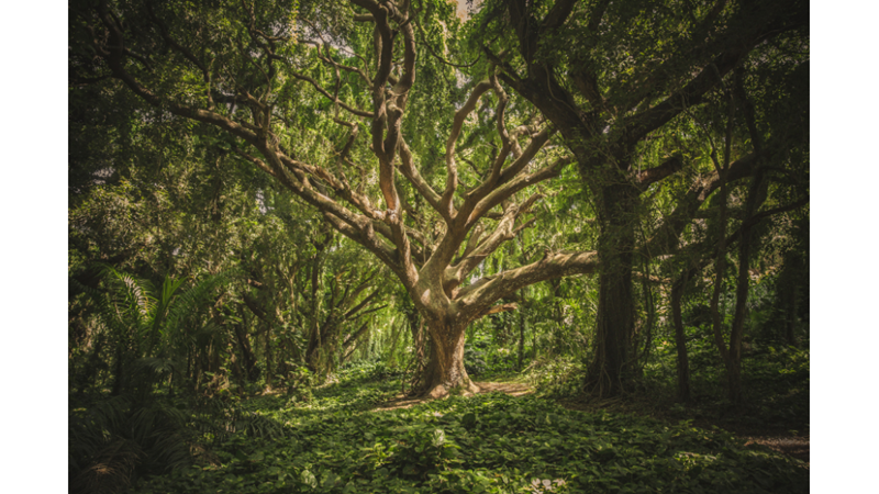 SİZE İLGİNÇ GELEBİLECEK AĞAÇ İNANIŞLARI