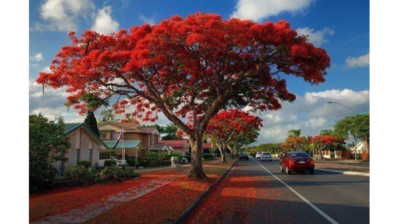 DÜNYANIN EN GÜZEL AĞAÇLARINDAN: ATEŞ AĞACI