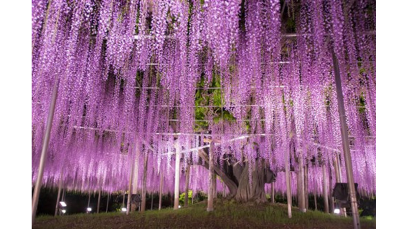 EN ROMANTİK AĞAÇ: JAPON VİSTERYASI