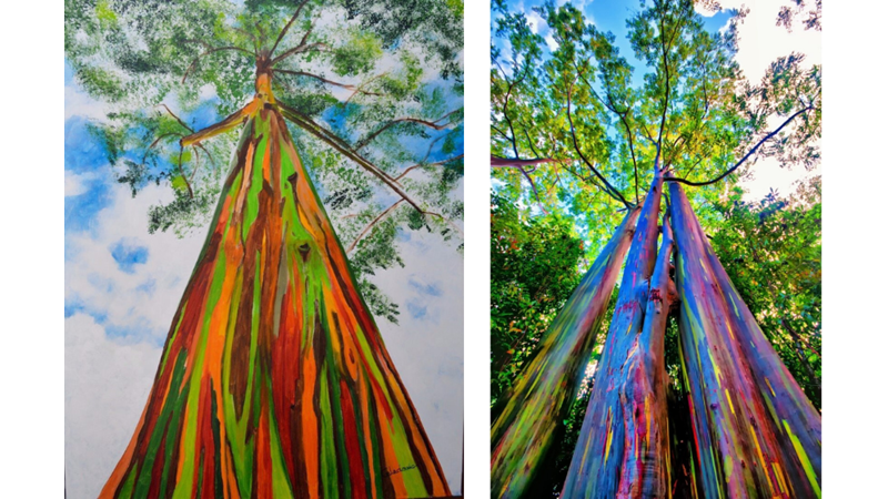 DOĞANIN MUCİZESİ: GÖKKUŞAĞI OKALİPTÜSÜ