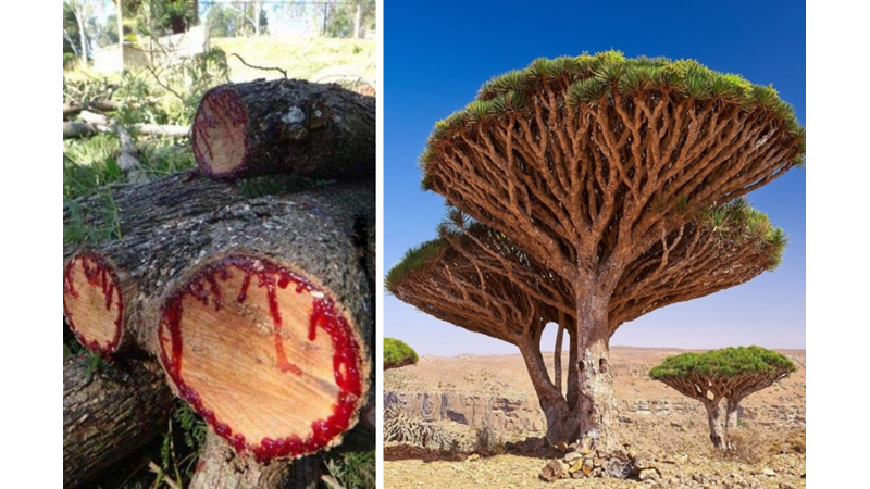 KANAYAN AĞAÇ: EJDERHA KANI AĞACI