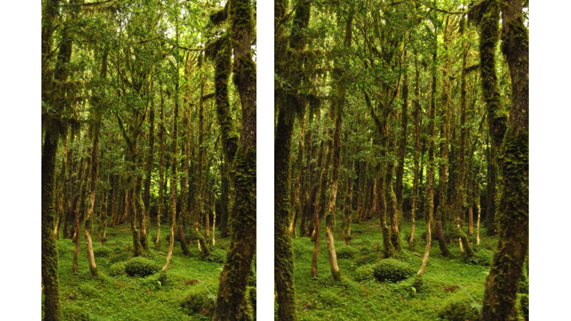 ORTA ÇAĞ MASALI: ŞİMŞİR ORMANI