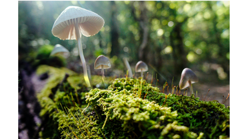 AĞAÇLARDAN ÖNCE DEVASA MANTARLAR VARDI