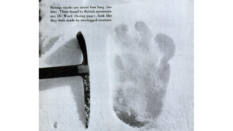 İNSANIMSI DEV PRİMAT: YETİ