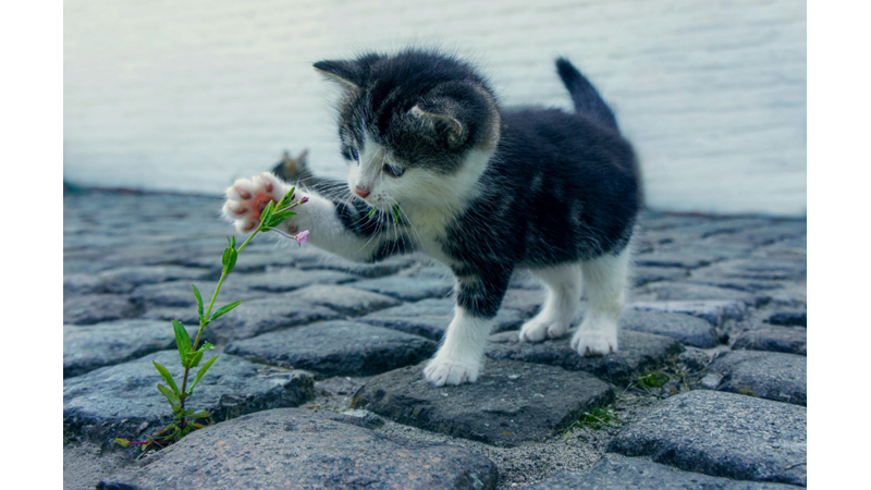 KEDİLERDEN ÖĞRENMEMİZ GEREKENLER