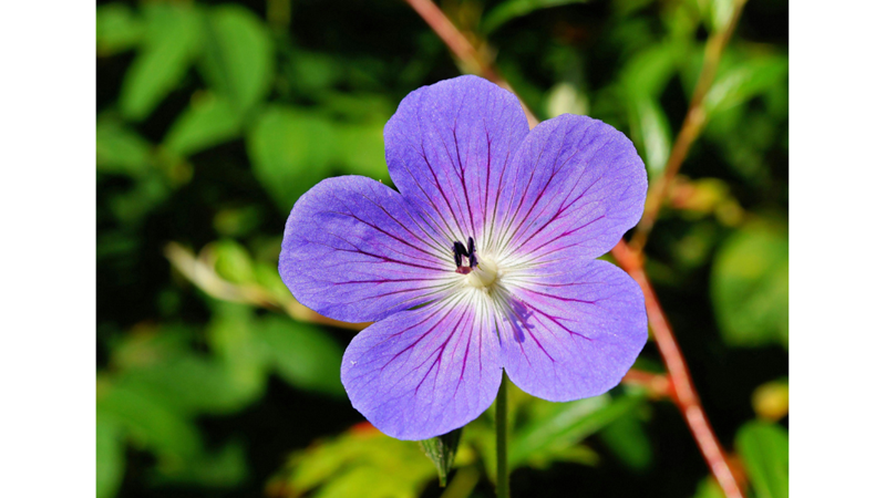 BİR MENEKŞE KOKUSUNDA ARAMAK VAR YA: MENEKŞE