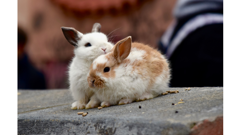 SİZCE HAYVANLAR AŞIK OLUR MU?