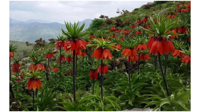 ÜZÜNTÜDEN AĞLAYAN ÇİÇEK