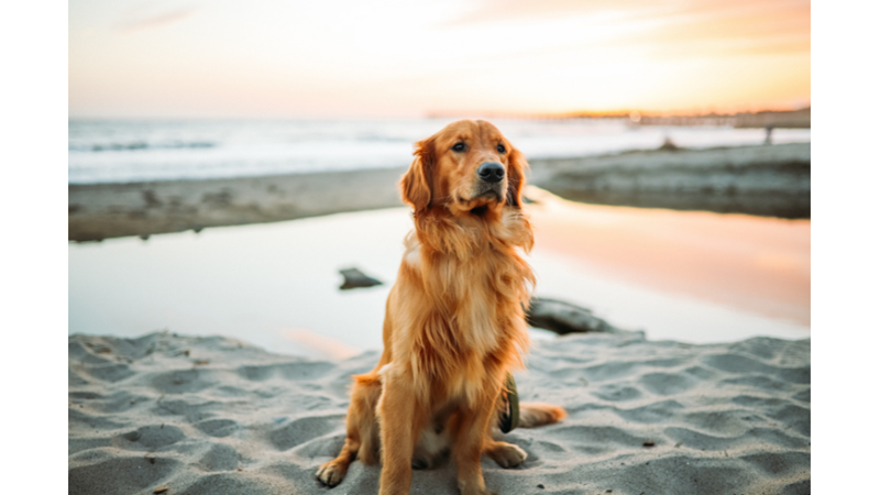 ŞAMANİZM’DEN GÜNÜMÜZE KALAN GELENEKLER