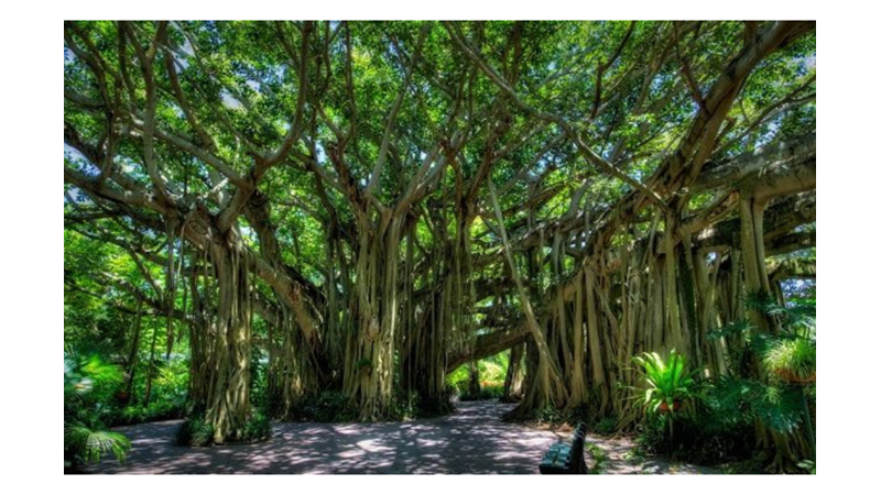 TEK BAŞINA ORMAN OLAN AĞAÇ: BANYAN