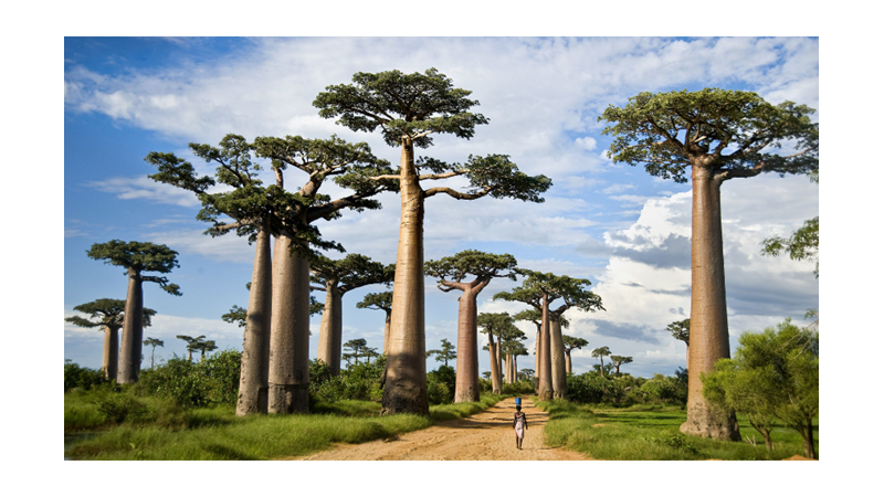 ŞEYTANIN TERS ÇEVİRDİĞİ AĞAÇ: BAOBAB
