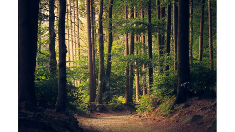 SİZE İLGİNÇ GELEBİLECEK AĞAÇ İNANIŞLARI