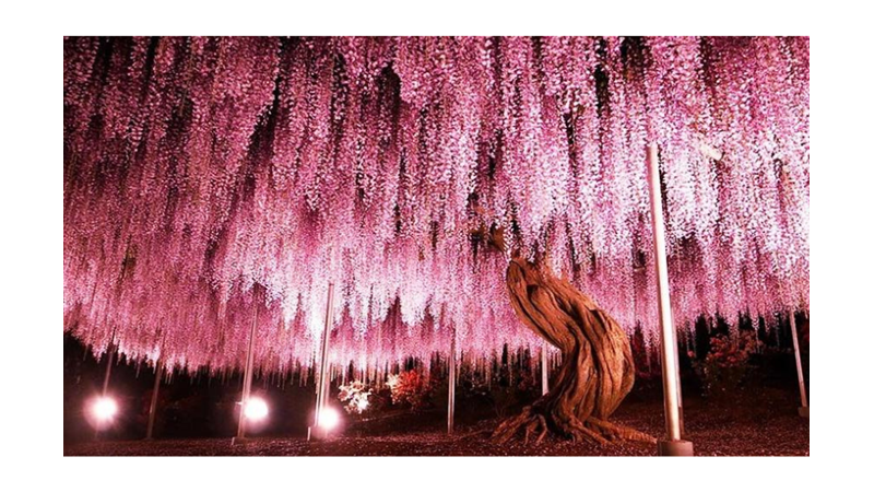 EN ROMANTİK AĞAÇ: JAPON VİSTERYASI