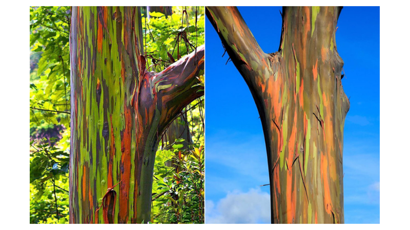 DOĞANIN MUCİZESİ: GÖKKUŞAĞI OKALİPTÜSÜ