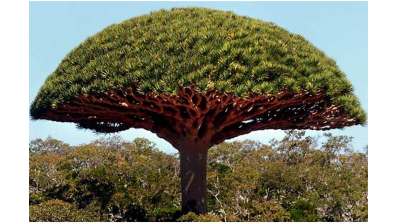 KANAYAN AĞAÇ: EJDERHA KANI AĞACI