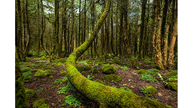 ORTA ÇAĞ MASALI: ŞİMŞİR ORMANI