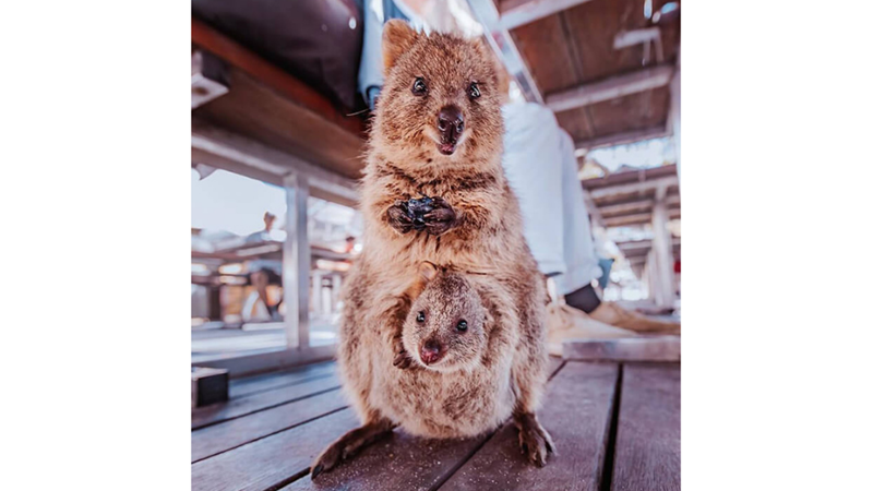 MUHTEMELEN DÜNYANIN EN MUTLU HAYVANI: QUOKKA