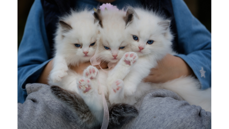 KEDİLER NEDEN MİYAVLAR?