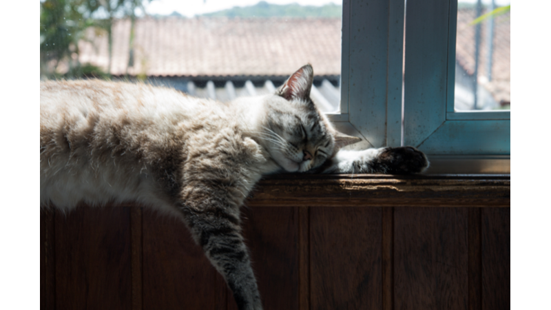 KEDİLER KENDİLERİYLE KONUŞULDUĞUNU ANLIYOR!