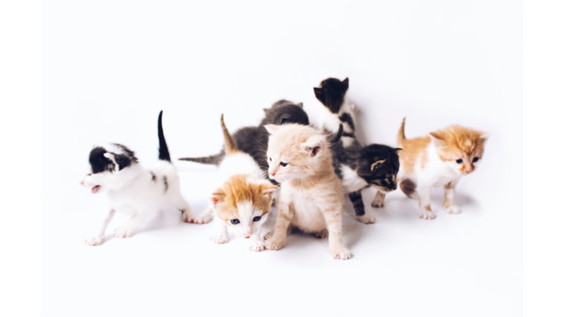 KEDİLER ARKDAŞLARININ ADINI EZBERLİYOR