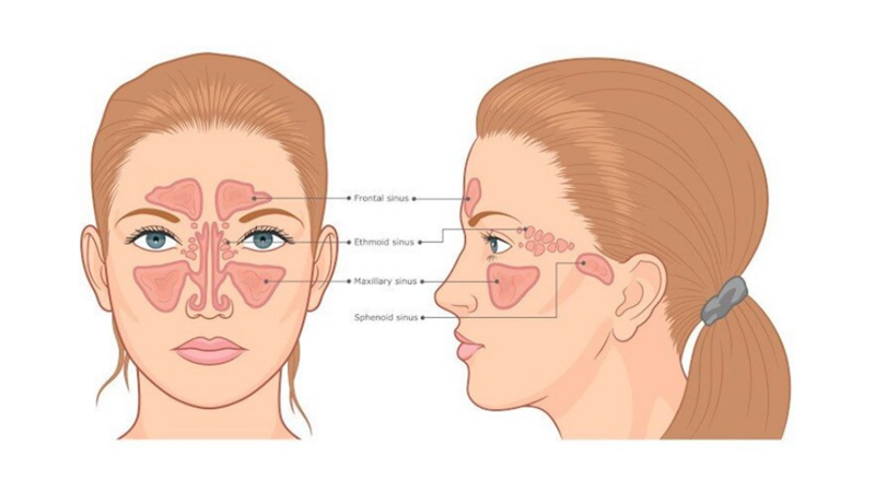 SİNÜSLER İNSAN EVRİMİNİ ANLATIYOR