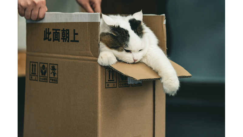 KEDİLERDEN ÖĞRENMEMİZ GEREKEN ÖNEMLİ DERSLER 2