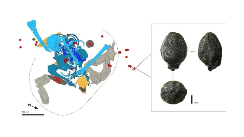 EVIDENCE OF 15,000-YEAR-OLD HERBAL MEDICINE FOUND IN MOROCCO