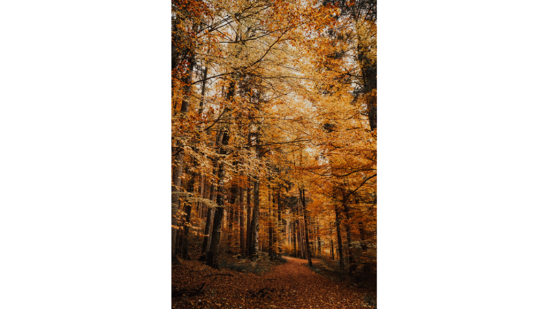 İLHAMLIK POZLAR: SONBAHAR RENKLERİNE KENDİNİ KAPTIRMAK