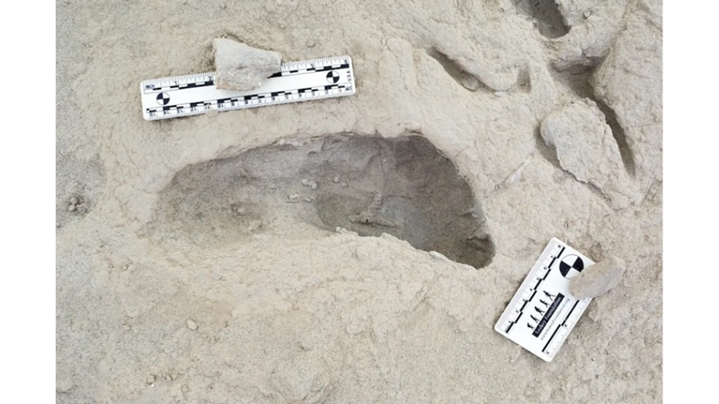 FOOTPRINTS OF ANOTHER SPECIES FOUND NEXT TO HOMOERECTUS!