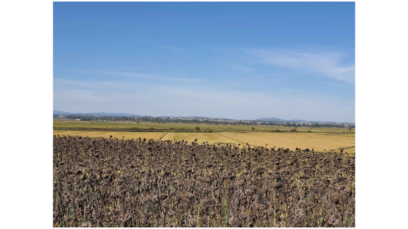 BÜYÜK İSKENDER'İN GRANİKOS SAVAŞI ÇANAKKALE'DE YAPILMIŞ OLABİLİR!