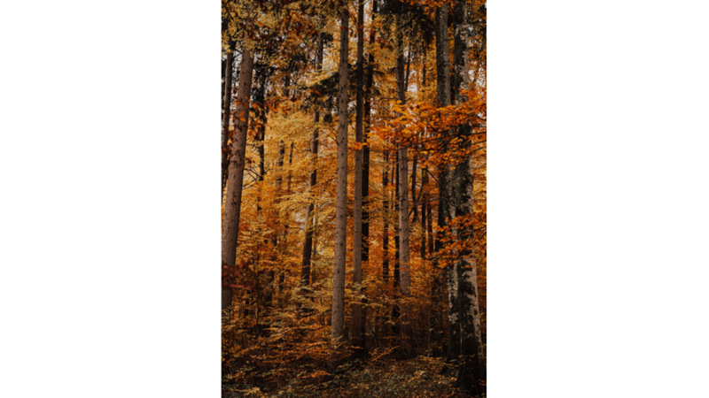 İLHAMLIK POZLAR: SONBAHAR RENKLERİNE KENDİNİ KAPTIRMAK