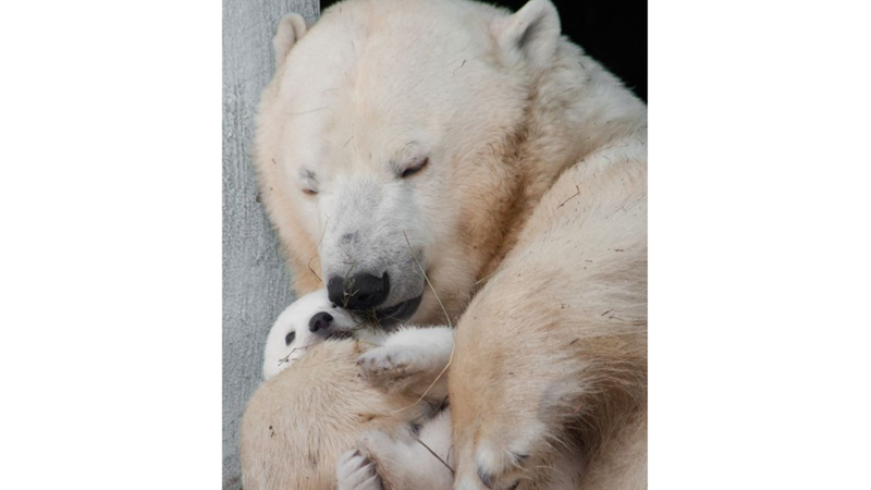 PEMBE FİLİ DÜŞÜNMEYİN!