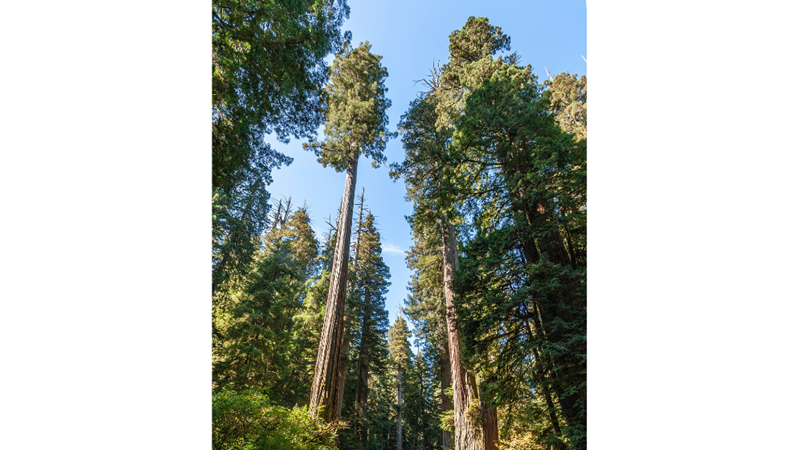 ÜNLÜ FİLMLERE SET OLAN ORMAN: SEKOYA