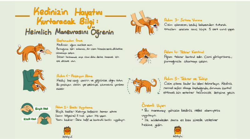 KEDİNİZİN HAYATINI KURTARACAK O BİLGİ