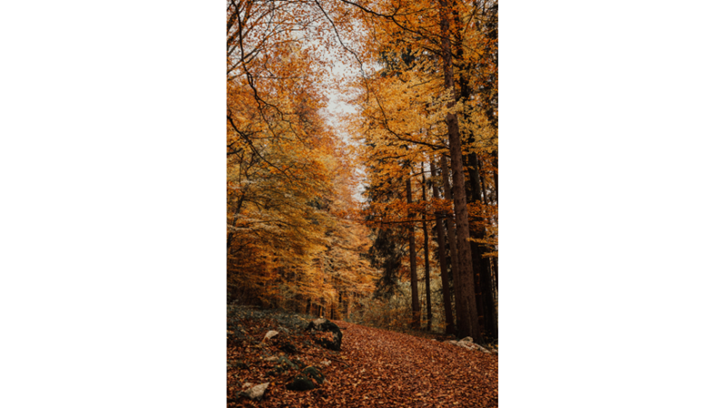 İLHAMLIK POZLAR: SONBAHAR RENKLERİNE KENDİNİ KAPTIRMAK