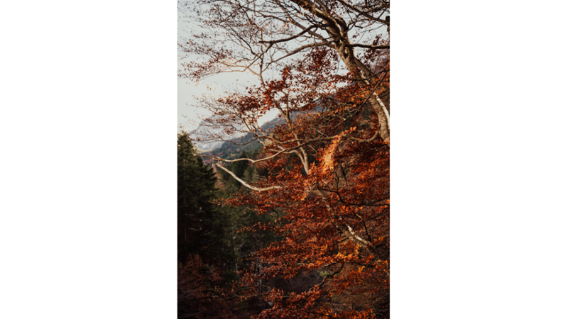 İLHAMLIK POZLAR: SONBAHAR RENKLERİNE KENDİNİ KAPTIRMAK