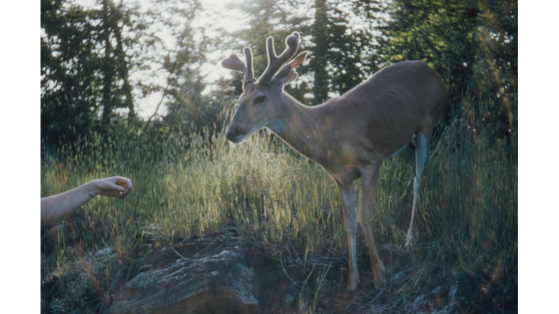 ESKİ ALBÜMLERİ KARIŞTIRIYORUZ: KANADA (I)