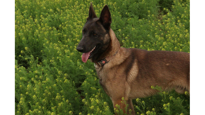 ÖZELLİKLE EVİNDE KÖPEK BESLEYEN HAYVANSEVERLERİ DAHA SAĞDUYULU OLMAYA DAVET EDİYORUM: GEZİNTİDE DIŞKI TOPLANMALI