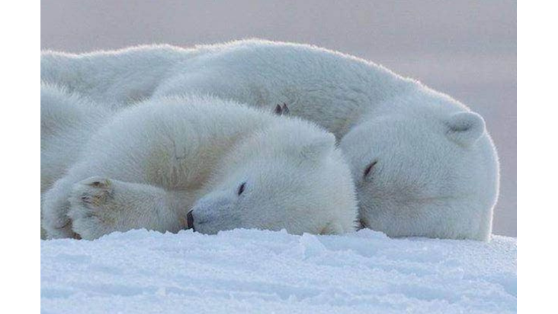 PEMBE FİLİ DÜŞÜNMEYİN!