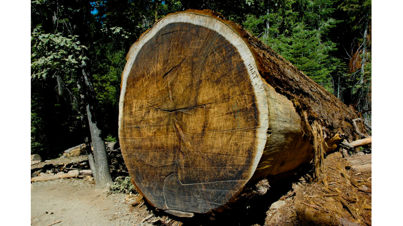 ÜNLÜ FİLMLERE SET OLAN ORMAN: SEKOYA