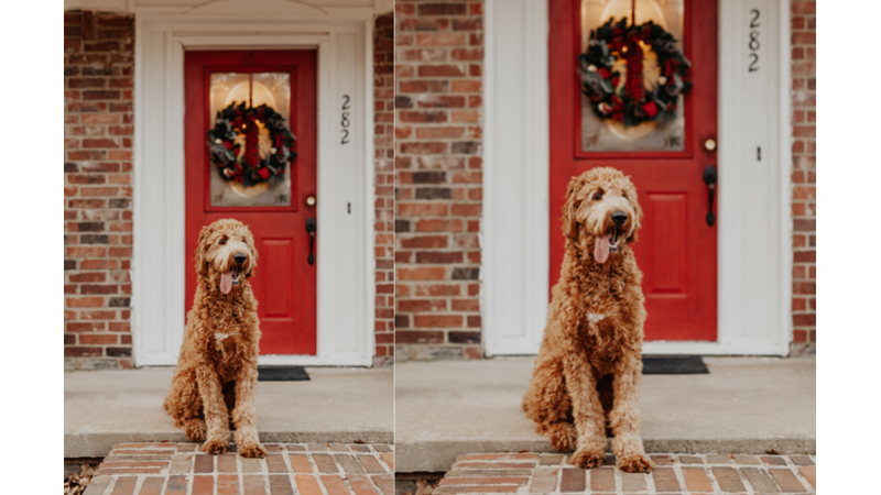 İLHAMLIK POZLAR: KÖPEĞİNİZİN GÜNÜNÜ GÜZELLEŞTİRİN!
