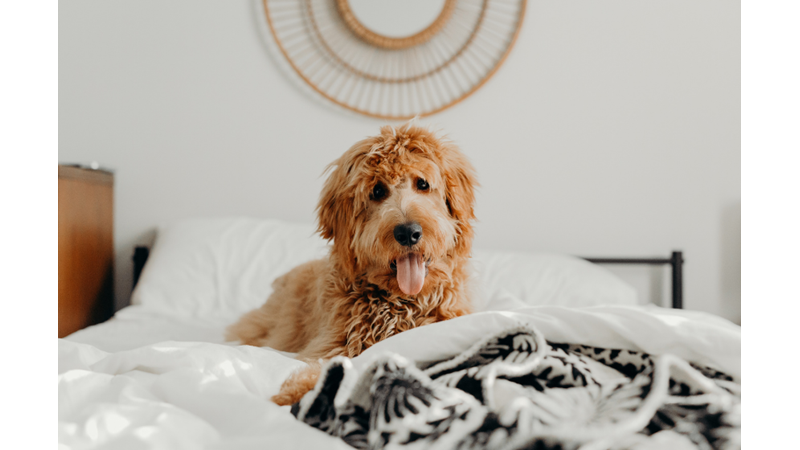 İLHAMLIK POZLAR: KÖPEĞİNİZİN GÜNÜNÜ GÜZELLEŞTİRİN!