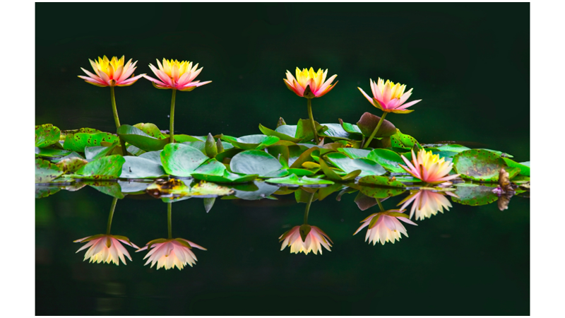 NİLÜFER ÇİÇEĞİ GİBİ OLABİLMEK