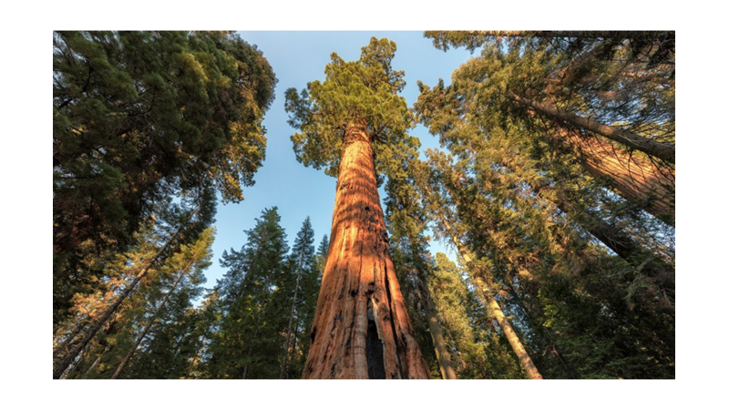 ÜNLÜ FİLMLERE SET OLAN ORMAN: SEKOYA