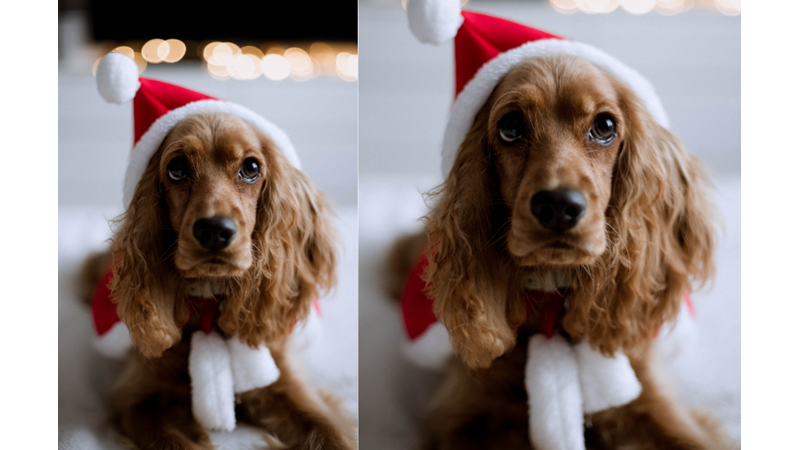 YILBAŞI RUHU: HAYVAN DOSTUNUZ İLE ANI BİRİKTİRME