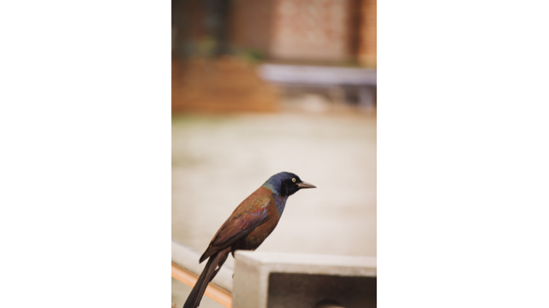 FOTOĞRAF ALBÜMÜ: MAVİ, TURUNCU VE YEŞİL