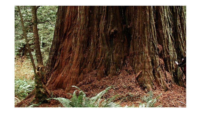 ÜNLÜ FİLMLERE SET OLAN ORMAN: SEKOYA