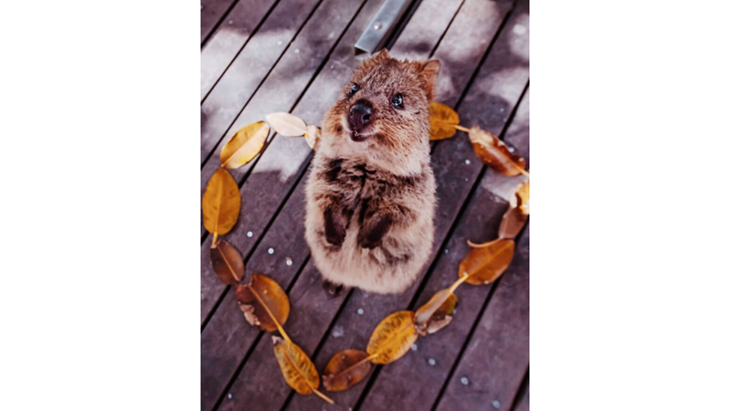 MUHTEMELEN DÜNYANIN EN MUTLU HAYVANI: QUOKKA