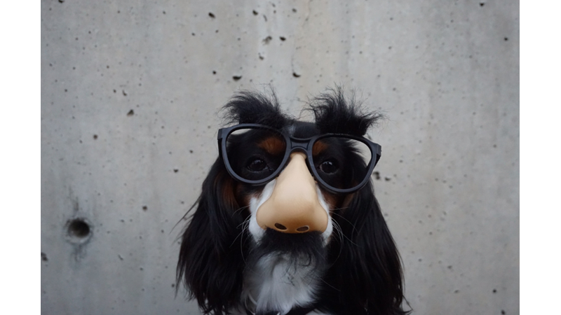 CADILAR BAYRAMINDA EVCİL HAYVANLARINIZ KOSTÜMSÜZ KALMASIN!